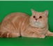 Фотография в Домашние животные Услуги для животных Вязка кошек! котик шотландской породы скоттиш-страйт в Кирове 3 000
