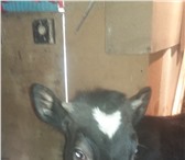 Фотография в Домашние животные Другие животные продам корову 8 месяцев в Рязани 25 000