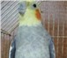 Фотография в Домашние животные Птички Продам попугаев Корелла. Стоимость одной в Екатеринбурге 2 500
