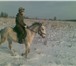 Фотография в Отдых и путешествия Другое Приглашаем Вас на конную прогулку по экологически в Калуге 1 500