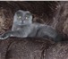 Foto в Домашние животные Вязка Шотландская вислоухая  молодая кошечка(голубого в Новоуральске 0
