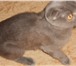 Шотландский котенок 4757299 Скоттиш фолд короткошерстная фото в Воронеже