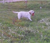 Фотография в Домашние животные Вязка собак Шикарный кобель палевого окраса. Возрастом в Зеленоград 0