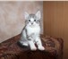 Отдам котят 4822591 Домашняя кошка фото в Фрязино