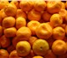 Изображение в Прочее,  разное Разное Реализуем мандарины урожая 2015 года от производителя в Москве 45