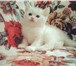 Элитные котята с родословной 4398117 Скоттиш фолд фото в Санкт-Петербурге