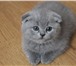 Британская вислоухая котята 2294236 Британская короткошерстная фото в Саранске