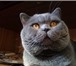 Изображение в Домашние животные Вязка Красивый, опытный Шотландский прямоухий котик в Москве 2 000