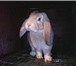 Фото в Домашние животные Грызуны Кролики великан Фландр и фр. баран.в Татарстане в Бавлы 0
