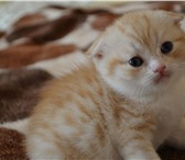 Вислоухие и страйт котята от титулованных родителей 165465  фото в Сочи