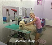 Foto в Домашние животные Стрижка собак Зоопарикмахерская Лилу, предлагает своим в Обнинске 1 000