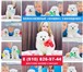 Красивые собачки на продажу 5129629 Самоедская лайка фото в Перми
