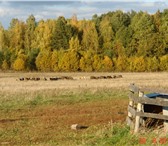 Фото в Недвижимость Коммерческая недвижимость Готовая животноводческая мини-ферма в Калужской в Мосальск 7 500 000