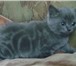 Питомник «Атлантик Сити Кетс» предлагает Вам котят пород Шотландские ДЛИННОШЕРСТНЫЕ - ХАЙЛЕНД, Шот 69044  фото в Москве
