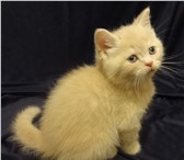 Британский котёнок кремового окраса,  мальчик 3950820 Британская короткошерстная фото в Санкт-Петербурге