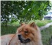 Изображение в Домашние животные Вязка собак Кобель Такеша ищет себе невесту. в Тюмени 0