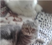 Фото в Домашние животные Вязка Приглашаем на вязку кота прямоухого шотландской в Москве 0