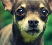 Изображение в Домашние животные Вязка собак кабель 7 лет,привит с клеймом,ищет девочку в Касимов 0