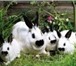 Фотография в Домашние животные Другие животные Продаю кроликов калифорнийской породы  Порода в Дмитрове 350