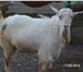 Фото в Домашние животные Другие животные продам козла зааненского комолого.крупный в Челябинске 10 000