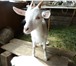 Фото в Домашние животные Другие животные продается козочка, родилась 7 апреля в Тюмени 3 000