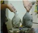 Фото в Домашние животные Грызуны Продаю две шиншиллы (самец и самка) с клеткой. в Стерлитамаке 2 000