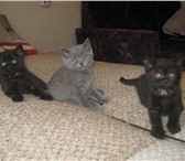 Продаются британские котята черного и голубого окраса 168275  фото в Москве