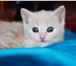 Фото в  Отдам даром-приму в дар котята ,умнички ,красотки ,ласковые и игривые в Ижевске 10
