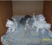 Котята белые от мамы с разноцветными глазами (один глаз зеленый, другой голубой), родились 17, 08, 69394  фото в Уфе