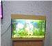 Фотография в Домашние животные Рыбки Продам аквариум объем 140 литров на тумбе, в Красноярске 6 000