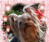 Йорки щенки из питомника 3516876 Йоркширский терьер фото в Екатеринбурге