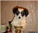 СРОЧНО! Продаются щенки китайской хохлатой собаки 30, 07, 2010 г, р,  - абсолютно голая по корпусу сука 65489  фото в Москве