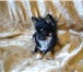 Foto в Домашние животные Вязка собак Предлагаю клубных кобелей для вязки  Кобели в Обнинске 0