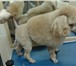 Фото в Домашние животные Стрижка собак УСЛУГИ:  *  Стрижка, тримминг собака(процедура в Казани 650