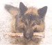 Изображение в Домашние животные Вязка собак молодой,здоровый кобель овчарки ищет подругу в Белгороде 0