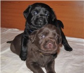 27, 01, 2011 г, родились перспективные, высокопородные щенки лабрадора-ретривера шоколадного и черног 65260  фото в Тамбове