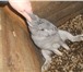 Фото в Домашние животные Другие животные СРОЧНО! продам кроликов больших пород есть в Ростове-на-Дону 1 250