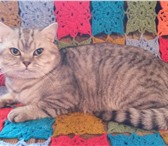 Изображение в Домашние животные Вязка Шотландский прямоухий кот. Клубный, с родословной. в Сочи 3 000