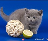 Предлагаем британских короткошерстных котят классических окрасов(голубой, лиловый),   Отец котят г 69561  фото в Москве