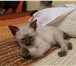 Резервируются и продаются котята меконгского бобтейла (гладкошерстные с чудесным коротким хвостиком 69532  фото в Мурманске