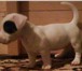 Джек Рассел терьер,   Высокопородные щенки шоу-класса 149458  фото в Нижнем Тагиле