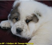 Щенок девочка Среднеазиатской овчарки  (САО,  Туркменский алабай) 3863231 Среднеазиатская овчарка фото в Екатеринбурге