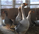 Фото в Домашние животные Птички продам серого гуся,подробности по телефону+ в Новосибирске 0