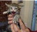 Foto в Домашние животные Отдам даром Отдам в хорошие руки котят пушистых полосатых в Краснодаре 10