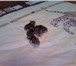Фотография в Домашние животные Грызуны маленькие,  забавные,  игривые , замечатьльные в Тольятти 60