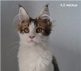 Мейн-кун великолепные котята разных окрасов 1258280 Мейн-кун фото в Новосибирске