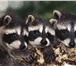 Фотография в Домашние животные Грызуны В контактном зоопарке "Живая сказка" продаются в Твери 25 000