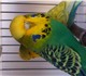 Продаются выставочные волнистые попугаи 