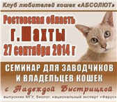 Фотография в Домашние животные Выставки кошек Приглашаем Вас принять участие в фелиногическом в Шахты 0