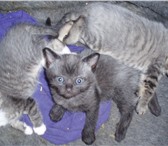 Изображение в  Отдам даром-приму в дар очаровательные котята ищат  любящих хозяев.возраст в Смоленске 0